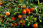 Hania, the Akrotiri peninsula. The Ayía Triádha Moní Zangarólo monastery. The orange trees in the patio.